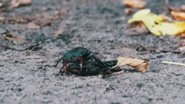 Stag Beetle geyik kırılmış ölü böcek zemin boyunca iter.