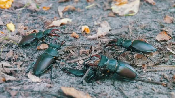 Cuatro ciervos escarabajo se arrastra en el suelo — Vídeos de Stock