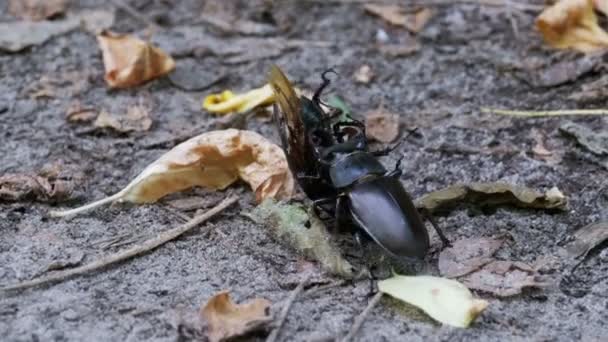 クワガタ鹿が地面に沿って、死んだカブトムシをプッシュします。 — ストック動画