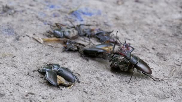 クワガタ鹿が地面に沿って、死んだカブトムシをプッシュします。 — ストック動画