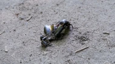 Stag Beetle geyik kırılmış ölü böcek zemin boyunca iter.