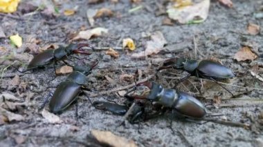 Dört böceği geyik sürüngenler yere