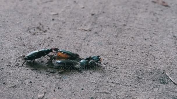 Stag Beetle Deer Pushes a Crushed Dead Beetle along the Ground — Stock Video