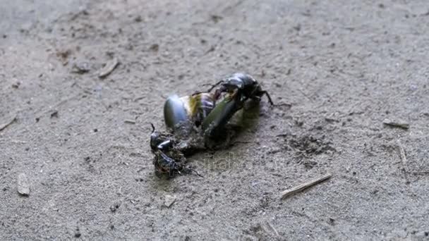 Hirschkäfer-Hirsch schiebt zerquetschten toten Käfer am Boden entlang — Stockvideo