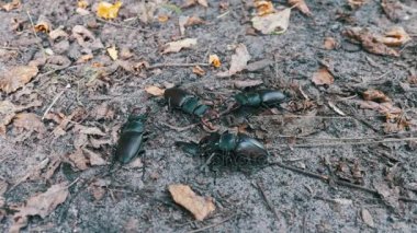 Dört böceği geyik sürüngenler yere
