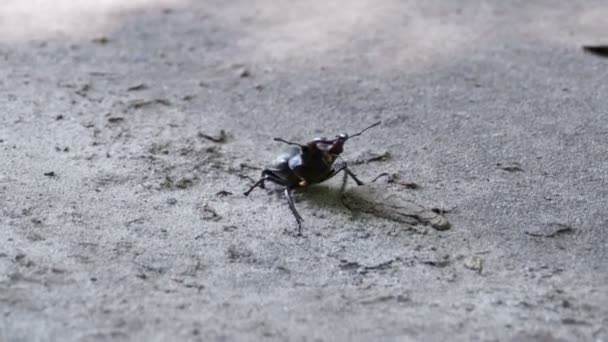 クワガタ鹿が地面に沿って、死んだカブトムシをプッシュします。 — ストック動画