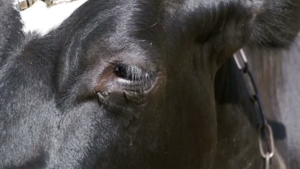 Oog koeien en een vlieg kruipt — Stockvideo