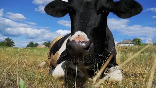 Preto com vaca branca deitada no prado e mastiga grama. Movimento lento — Vídeo de Stock