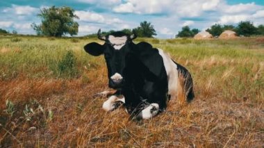 Çayır ve kemikleri çim üzerinde yalan inek. Ağır çekim