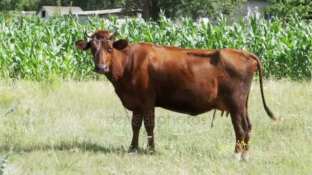 Vaca pastando en un prado cerca de la aldea — Vídeos de Stock