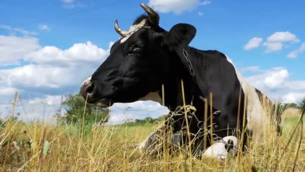 Zwart met witte koe liggen op weide en Chews gras — Stockvideo