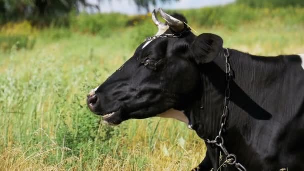 Nero con mucca bianca sdraiata sul prato e mastica erba. Rallentatore — Video Stock