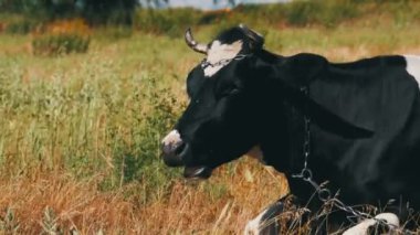 Siyah beyaz inek çayır ve kemikleri çim üzerinde yalan