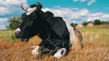 Siyah beyaz inek çayır ve kemikleri çim üzerinde yalan