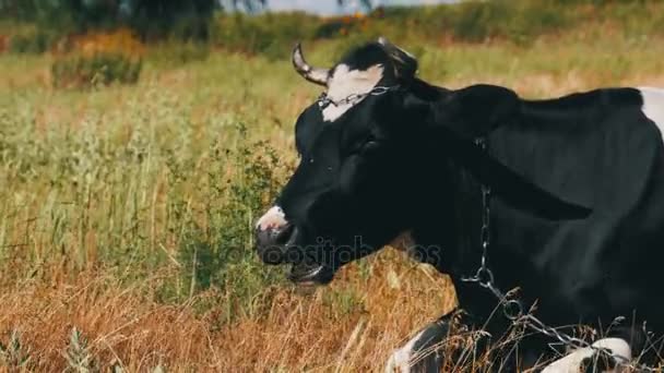 Nero con mucca bianca sdraiata sul prato e mastica erba — Video Stock