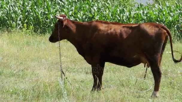 Pascolare mucca in un prato vicino al villaggio — Video Stock