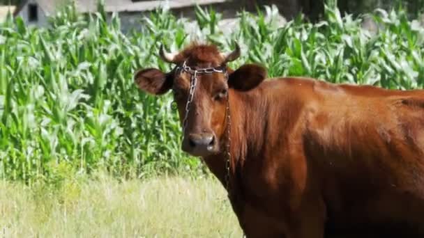 Cow Grazing em um prado perto da aldeia — Vídeo de Stock