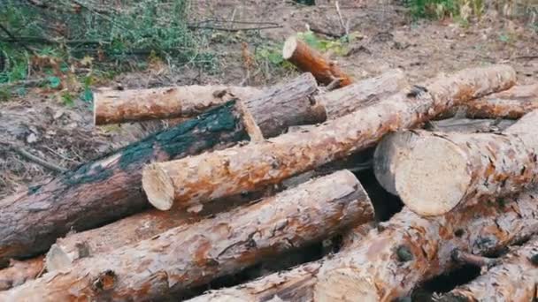 I tronchi tagliati sono impilati in una foresta — Video Stock