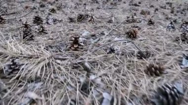 Külah bir çam ormanı içinde. Kamera hareketleri düşük zemin üzerinde