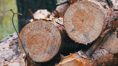 Ormanda devrilmiş ağaç gövdeleri