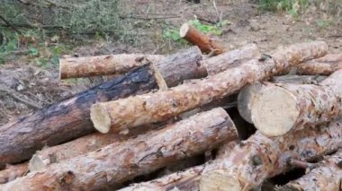 Ormanda devrilmiş ağaç gövdeleri