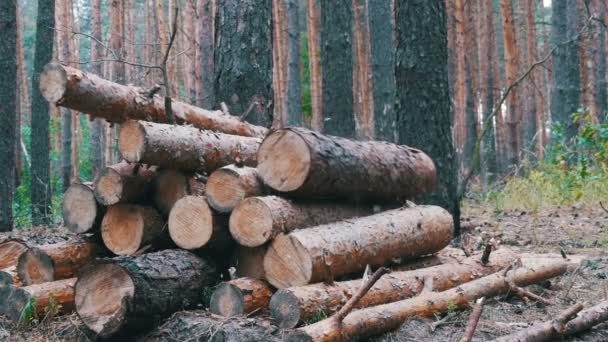 Troncos de árvores caídas na floresta. Folding logs caiu em um monte — Vídeo de Stock