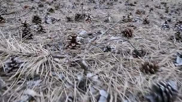 Zapfen in einem Kiefernwald. die Kamera bewegt sich tief über dem Boden — Stockvideo