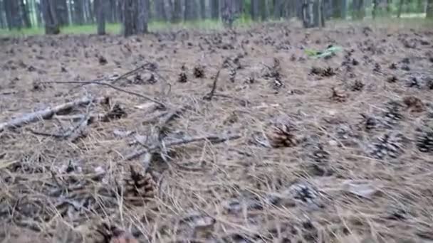 Cônes dans une forêt de pins. La caméra se déplace vers le bas sur le sol 