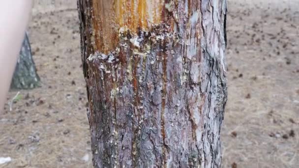 Scraped bark on the trunk of a pine tree and wood tar — Stock Video