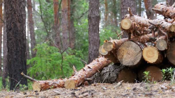 Cut Logs are Stacked in a Forest — Stock Video