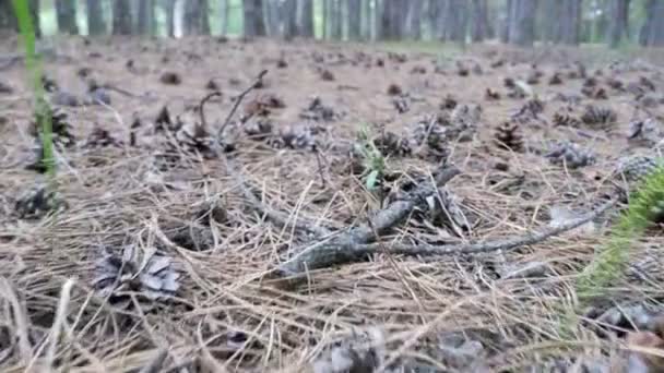 Kegels in een dennenbos. De Camera beweegt laag over de grond — Stockvideo