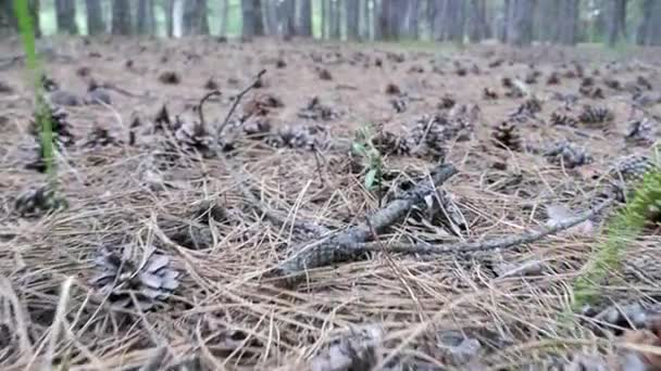 Cônes dans une forêt de pins. La caméra se déplace vers le bas sur le sol 