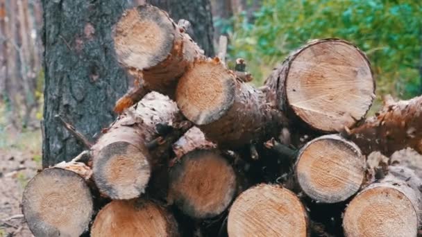 Kivágott fatörzsek az erdő. Összecsukható kidöntött egy halom naplók — Stock videók