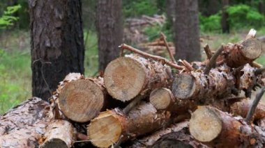 Bir yığın kesilen günlükleri katlama