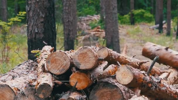 Складані колоди впали в купу — стокове відео