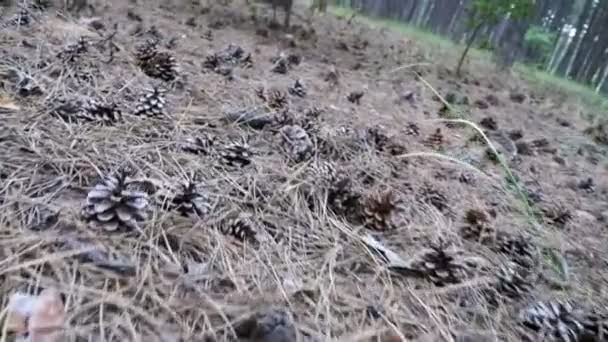 Cones em uma floresta de pinheiro. A câmera se move baixo sobre o solo — Vídeo de Stock