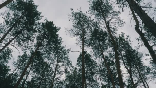 Las copas de los árboles de Navidad, el bosque de pinos en el verano balanceándose en el viento — Vídeos de Stock