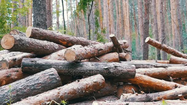 Folding logs caiu em um monte — Vídeo de Stock