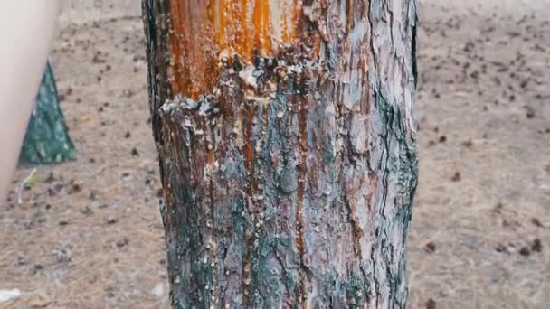Corteza raspada en el tronco de un pino y alquitrán de madera — Vídeos de Stock