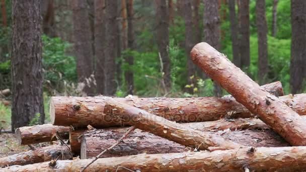 Πτυσσόμενα κορμοί κόβονται σε ένα σωρό — Αρχείο Βίντεο