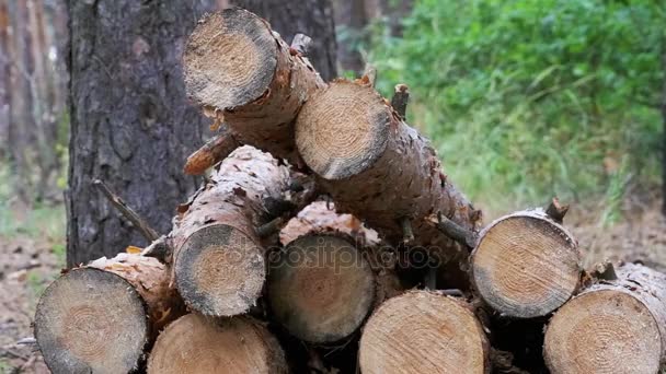 Ścięte dzienników wchodzących na pnie drzew w lesie — Wideo stockowe