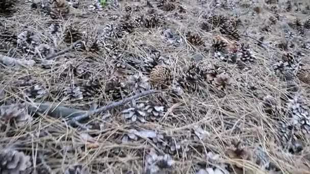 Szyszki w sosnowym lesie. Aparat porusza nisko nad ziemią — Wideo stockowe
