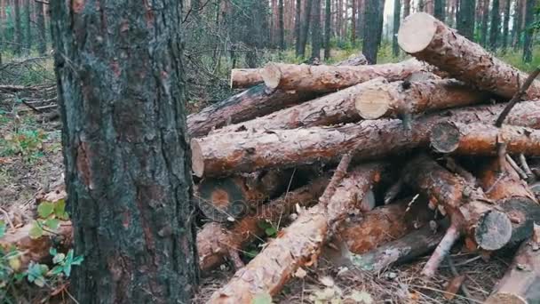 Gekapte boomstammen in het bos — Stockvideo