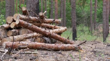 Kesme günlükleri bir ormanda dizilir