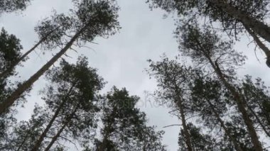 Noel ağaçları, çam ormanı rüzgarda sallanan yaz aylarında üst kısımları