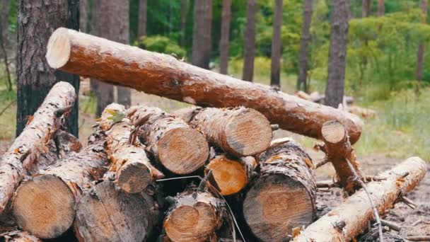 Folding logs felled into a heap — Stock Video