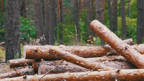 折叠成一堆采伐原木 — 图库视频影像