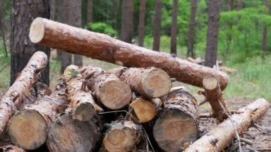 Ormandaki bir ağaç gövdeleri üzerinde düşen kesilen günlükleri