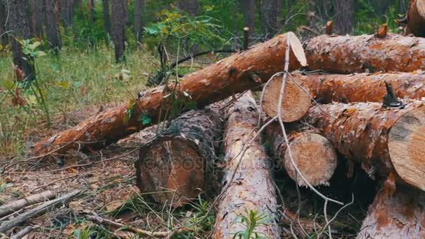 Troncos de árvores derrubadas na floresta — Vídeo de Stock