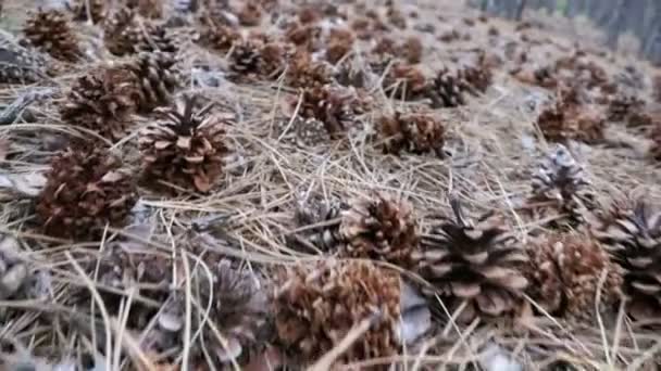 Cones em uma floresta de pinheiro. A câmera se move baixo sobre o solo — Vídeo de Stock